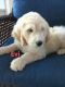 Golden Doodle Puppies for sale in Lehigh Acres, FL, USA. price: $850