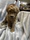 Golden Doodle Puppies for sale in Troy, MO, USA. price: $1,000