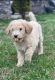 Golden Doodle Puppies for sale in Nashville, TN, USA. price: NA