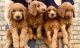 Golden Doodle Puppies for sale in Mint Hill, NC, USA. price: NA