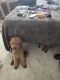 Golden Doodle Puppies for sale in Bowie, MD, USA. price: $1,200