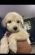 Golden Doodle Puppies for sale in Appleton, WI 54914, USA. price: $550