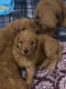 Golden Doodle Puppies for sale in Kalamazoo, MI, USA. price: NA