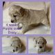 Golden Doodle Puppies for sale in Findlay, OH 45840, USA. price: $1,400