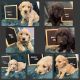 Golden Doodle Puppies for sale in Cass City, MI 48726, USA. price: NA