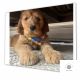 Golden Doodle Puppies for sale in Fall River, MA, USA. price: $2,000