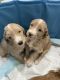 Golden Doodle Puppies for sale in Homestead, FL 33033, USA. price: $1,800