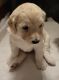 Golden Doodle Puppies for sale in Altoona, WI, USA. price: NA