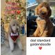 Golden Doodle Puppies for sale in El Cajon, CA, USA. price: $2,500