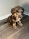 Golden Doodle Puppies for sale in Sandy Springs, GA, USA. price: $5,000