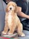 Golden Doodle Puppies for sale in Miami Gardens, FL 33015, USA. price: $2,000