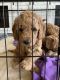 Golden Doodle Puppies for sale in Phoenix, AZ, USA. price: $2,275