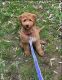 Golden Doodle Puppies for sale in Hendersonville, TN, USA. price: $350