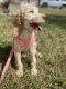 Golden Doodle Puppies for sale in Broward County, FL, USA. price: $2,000