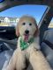 Golden Doodle Puppies for sale in Madison, AL, USA. price: $800