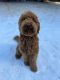 Golden Doodle Puppies for sale in 1031 E Benson Hwy, Tucson, AZ 85713, USA. price: $1,200