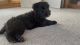 Golden Doodle Puppies for sale in Des Moines, IA, USA. price: NA