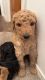 Golden Doodle Puppies for sale in Sidney, OH 45365, USA. price: $800