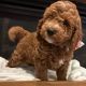 Golden Doodle Puppies for sale in Charlotte, NC, USA. price: $611