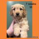 Golden Doodle Puppies for sale in Findlay, OH 45840, USA. price: NA