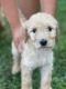 Golden Doodle Puppies for sale in Vero Beach, FL, USA. price: $2,500