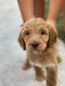 Golden Doodle Puppies for sale in Vero Beach, FL, USA. price: NA
