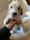 Golden Doodle Puppies for sale in 5208 S 108th Dr, Tolleson, AZ 85353, USA. price: $2,000