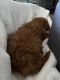 Golden Doodle Puppies for sale in Corona, CA, USA. price: $1,800