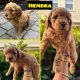 Golden Doodle Puppies for sale in Miami, FL, USA. price: $2,000