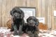 Golden Doodle Puppies for sale in Alpine, AL 35014, USA. price: $800