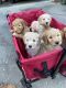 Golden Doodle Puppies for sale in Alpharetta, GA, USA. price: NA