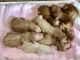 Golden Doodle Puppies for sale in Fresno, CA, USA. price: $2,600