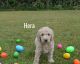 Golden Doodle Puppies for sale in Picayune, MS 39466, USA. price: NA