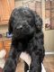 Golden Doodle Puppies for sale in Clinton Twp, MI, USA. price: $700