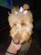 Golden Doodle Puppies for sale in Bartow, FL, USA. price: $550