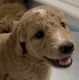 Golden Doodle Puppies for sale in Honolulu, HI, USA. price: $4,400