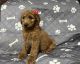 Golden Doodle Puppies for sale in San Bernardino, CA, USA. price: NA