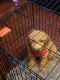 Golden Doodle Puppies for sale in Waterbury, CT, USA. price: $2,500