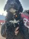 Golden Doodle Puppies for sale in Janesville, MN 56048, USA. price: NA