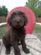 Golden Doodle Puppies for sale in Williston, FL 32696, USA. price: $750