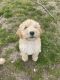 Golden Doodle Puppies for sale in Suffolk, VA, USA. price: NA