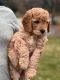 Golden Doodle Puppies for sale in Eagle, ID, USA. price: NA