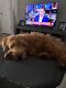 Golden Doodle Puppies for sale in Sanford, FL, USA. price: $850