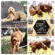 Golden Doodle Puppies for sale in Clemville, TX 77414, USA. price: NA