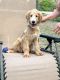 Golden Doodle Puppies for sale in Sumterville, FL 33585, USA. price: NA