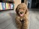 Golden Doodle Puppies for sale in Washington, DC, USA. price: $1,000