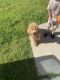 Golden Doodle Puppies for sale in Fort Worth, TX, USA. price: $1,600