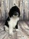 Golden Doodle Puppies for sale in Daytona Beach, FL, USA. price: NA