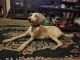 Golden Doodle Puppies for sale in Gulfport, MS, USA. price: $750