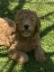 Golden Doodle Puppies for sale in Athens, AL, USA. price: NA